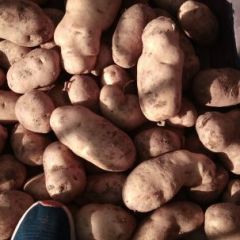 诚信，武川，四子王旗土豆购销经纪人