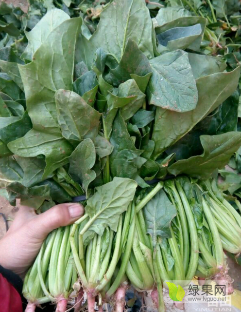 2018年山东金乡大叶菠菜价格