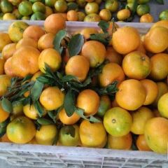 石门蜜橘已红！！！！！