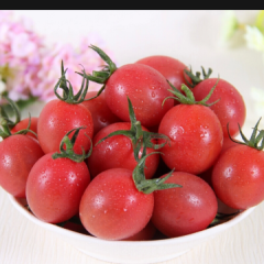 济阳圣女果，小西红柿10月份以上市