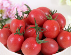 济阳圣女果，小西红柿10月份以上市