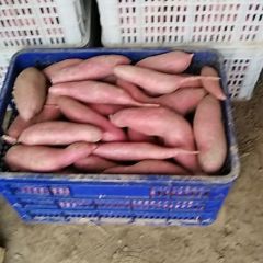 河北衡水饶阳《薯我甜》种植储存基地欢迎您的光临