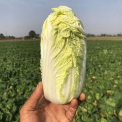 西安周至精品娃娃菜200亩