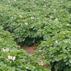 本基地种植12年 入库优质土豆开始出库