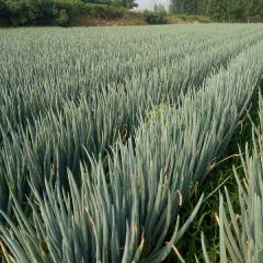 山东安丘凌河镇铁秆大葱