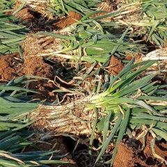 山东安丘长白大葱供量全国