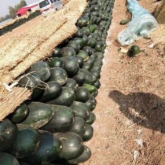 出售精品885吊瓜0.75-0.85元