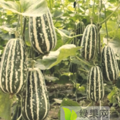 山东博洋91甜瓜