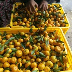 南丰蜜桔好货选择来我这  今年个头均匀，皮光滑