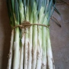 山东莱芜优质长白大葱产销大村