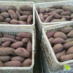 优质沙地紫罗兰，济26,西瓜红，各种优质红薯