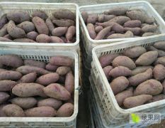 优质沙地紫罗兰，济26,西瓜红，各种优质红薯
