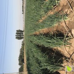 青州自家人种的好大葱