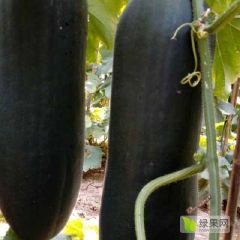 郸城冬瓜，欢迎订购，诚信经营