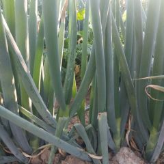 费县大葱我们自己种的有机铁杆长白大葱