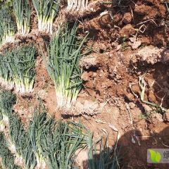 白菜萝卜大葱开始上市