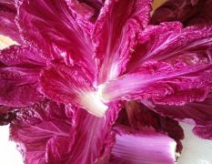 青州营养价值高的紫红白菜上市