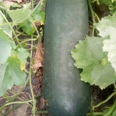 天门黑皮冬瓜精品