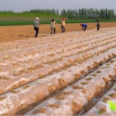 辽宁瓦房店，庄河等地区红薯信息站