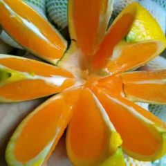 秭归脐橙产地直供