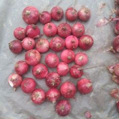 2018藁城冷库储存的红皮洋葱开始开库出售