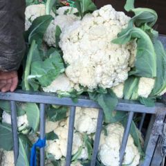 有机花菜大量供应新野老姚