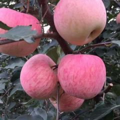 山东费县红富士苹果高颜值上市