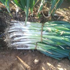 莱芜市莱城区万亩优质长白大葱