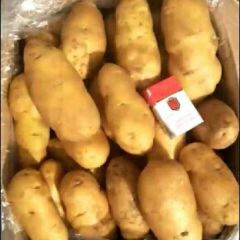 昌乐精品冷库四两起步荷兰土豆