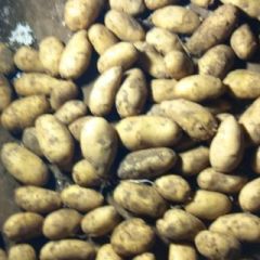 诚信武川四子王旗土豆购销经纪人