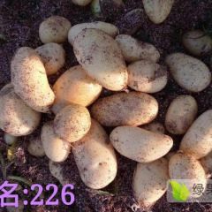 集宁226、荷兰十五大量出货