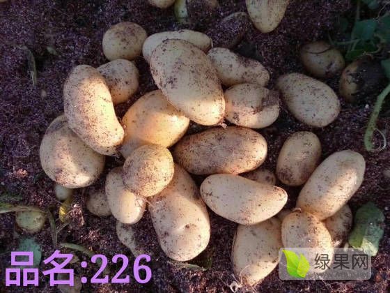 2018年内蒙古集宁冀张薯8号价格