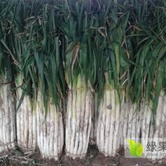 山东莱芜莱城区牛泉镇鹿毛埠长白大葱！