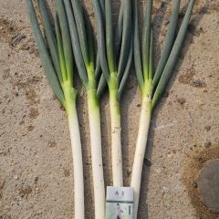 平度大葱大量供应
