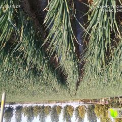 河北南和大葱绿色无公害