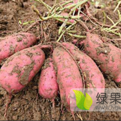 广东西瓜红，普力，龙九，沙地和泥地