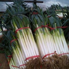 山东费县铁杆大葱：高占峰