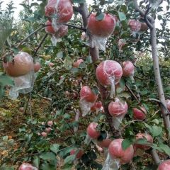 潍坊红富士苹果大量上市