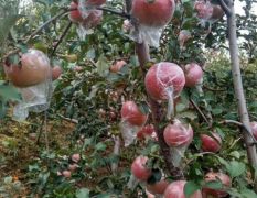 潍坊红富士苹果大量上市