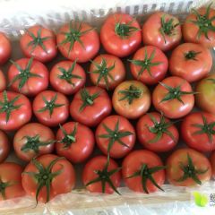 山东莘县秋季温室硬粉西红柿