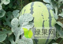 地雷瓜价格