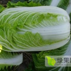定州韩国黄心白菜大量上市