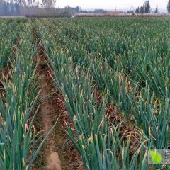 长势喜人的章丘大葱欢迎采购！！！