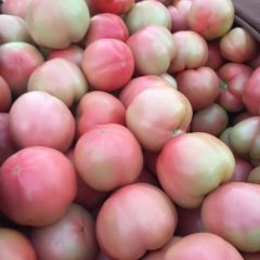 河南新乡普粉西红柿 秋季九月底大量上市