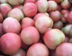 河南新乡普粉西红柿 秋季九月底大量上市