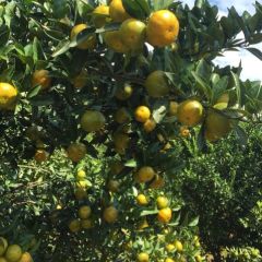 棉橘又称臭皮橘，早砂糖橘。熟后成谈红色