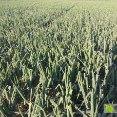 无极高陵大葱，全国优质品牌