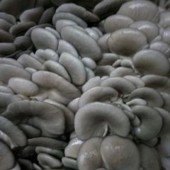 河北唐县常年种植平菇，20年职业老菇农