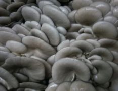 河北唐县常年种植平菇，20年职业老菇农