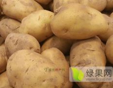 景泰本公司有40万斤优质大西洋土豆
